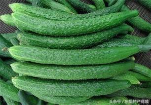 黄瓜农药爆料图片高清视频,高清视频曝光农药滥用现状